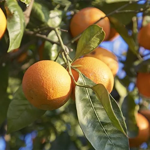 Blood Orange Tree Seeds - Fast Growing, Vitamin C Rich, Juicy Fruit - GMO Free - Indoor/Outdoor Patio & Container Planting - 20 Pcs - Image 5