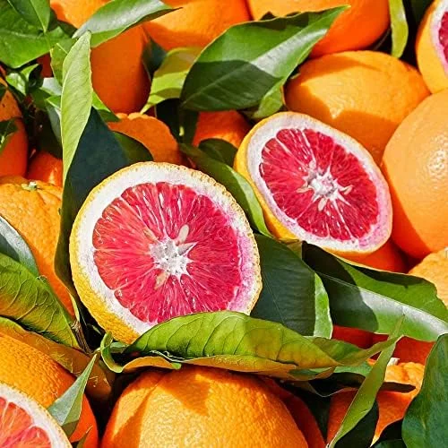 Blood Orange Tree Seeds - Fast Growing, Vitamin C Rich, Juicy Fruit - GMO Free - Indoor/Outdoor Patio & Container Planting - 20 Pcs - Image 6