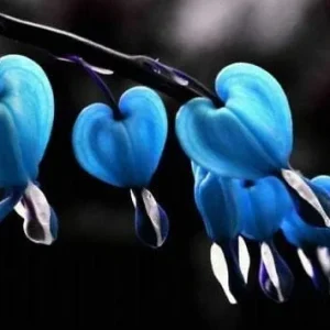 Blue Bleeding Heart Seeds 25 Count Perennial Shade Garden Flowers