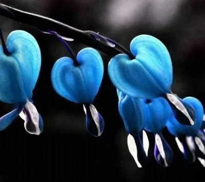 Blue Bleeding Heart Seeds 25 Count Perennial Shade Garden Flowers