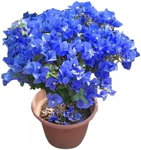 Blue Bougainvillea Seeds - 50 Pcs Vibrant Showy Bracts for Garden Fences & Trellises, Tropical Charm, Full Sun, GMO-Free