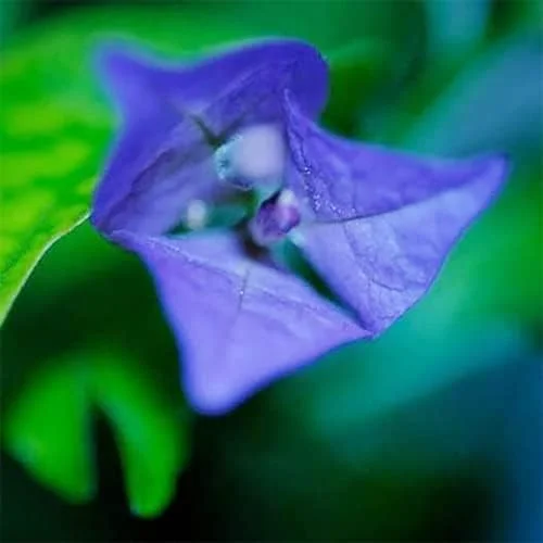 Blue Bougainvillea Seeds - 50 Pcs Vibrant Showy Bracts for Garden Fences & Trellises, Tropical Charm, Full Sun, GMO-Free - Image 2