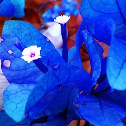 Blue Bougainvillea Seeds - 50 Pcs Vibrant Showy Bracts for Garden Fences & Trellises, Tropical Charm, Full Sun, GMO-Free - Image 3
