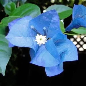 Blue Bougainvillea Seeds - 50 Pcs Vibrant Showy Bracts for Garden Fences & Trellises, Tropical Charm, Full Sun, GMO-Free - Image 4