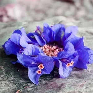Blue Bougainvillea Seeds - 50 Pcs Vibrant Showy Bracts for Garden Fences & Trellises, Tropical Charm, Full Sun, GMO-Free - Image 6
