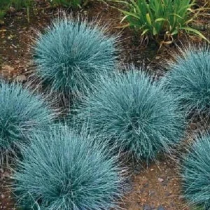 Blue Fescue Ornamental Grass Seeds 50+ Perennial Festuca Drought Tolerant Blue Green