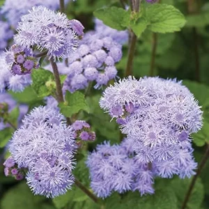 Blue Mistflower Seeds Hardy Ageratum Perennial Attracts Bees Butterflies 100 Pcs Blue Violet Flower Seeds