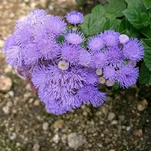 Alternative view of Blue Mistflower Seeds Hardy Ageratum Perennial Attracts Bees Butterflies 100 Pcs Blue Violet Flower Seeds