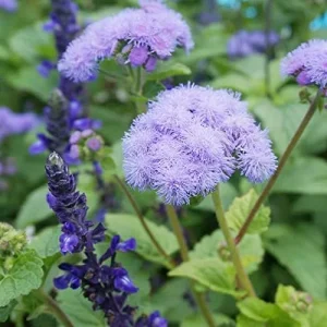 Blue Mistflower Seeds Hardy Ageratum Perennial Attracts Bees Butterflies 100 Pcs Blue Violet Flower Seeds - Image 3
