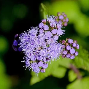 Blue Mistflower Seeds Hardy Ageratum Perennial Attracts Bees Butterflies 100 Pcs Blue Violet Flower Seeds - Image 4