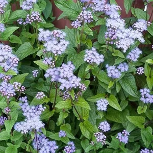 Blue Mistflower Seeds Hardy Ageratum Perennial Attracts Bees Butterflies 100 Pcs Blue Violet Flower Seeds - Image 5