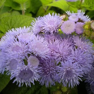 Blue Mistflower Seeds Hardy Ageratum Perennial Attracts Bees Butterflies 100 Pcs Blue Violet Flower Seeds - Image 6
