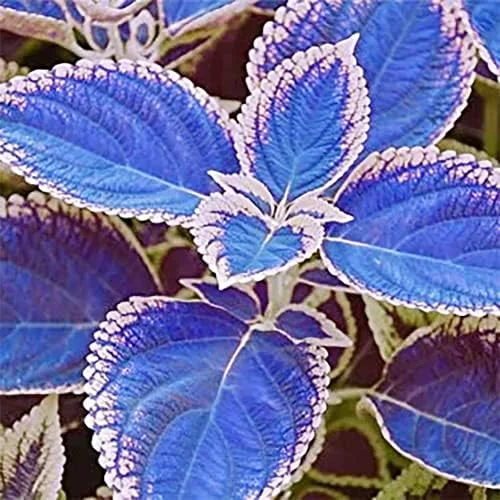 Blue-White Coleus Seeds 100-Count Annual Heat Tolerant Attracts Pollinators for Beds Borders Patio Containers - Image 2