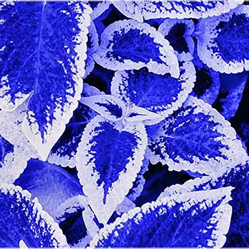 Blue-White Coleus Seeds 100-Count Annual Heat Tolerant Attracts Pollinators for Beds Borders Patio Containers - Image 3