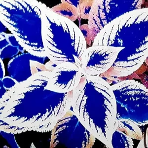 Blue-White Coleus Seeds 100-Count Annual Heat Tolerant Attracts Pollinators for Beds Borders Patio Containers - Image 4