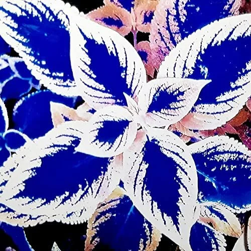 Blue-White Coleus Seeds 100-Count Annual Heat Tolerant Attracts Pollinators for Beds Borders Patio Containers - Image 4