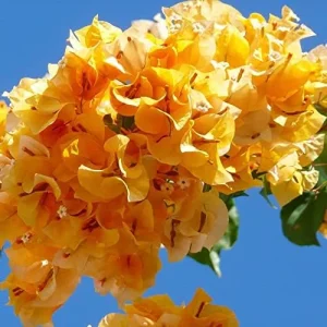 Alternative view of Bougainvillea Seeds Mixed Colors 50Pcs Perennial Ornamental Low Maintenance Fast-Growing Drought Tolerant Attracts Pollinators