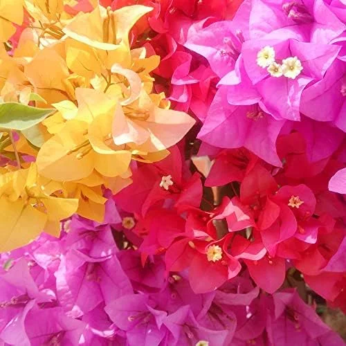 Bougainvillea Seeds Mixed Colors 50Pcs Perennial Ornamental Low Maintenance Fast-Growing Drought Tolerant Attracts Pollinators - Image 3