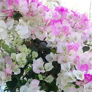 Bougainvillea Seeds Mixed Colors 50Pcs Perennial Ornamental Low Maintenance Fast-Growing Drought Tolerant Attracts Pollinators - Image 4