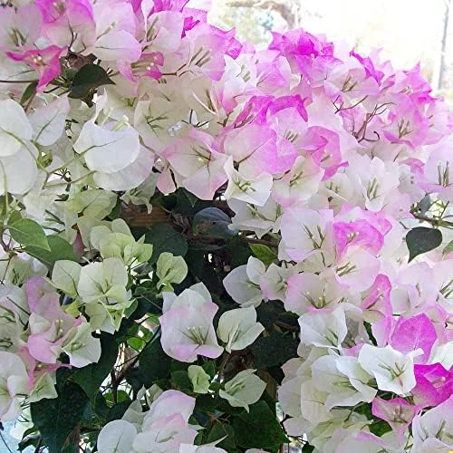 Bougainvillea Seeds Mixed Colors 50Pcs Perennial Ornamental Low Maintenance Fast-Growing Drought Tolerant Attracts Pollinators - Image 4