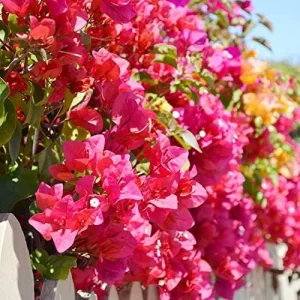 Bougainvillea Seeds Mixed Colors 50Pcs Perennial Ornamental Low Maintenance Fast-Growing Drought Tolerant Attracts Pollinators - Image 5
