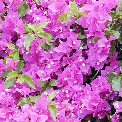 Bougainvillea Seeds Mixed Colors 50Pcs Perennial Ornamental Low Maintenance Fast-Growing Drought Tolerant Attracts Pollinators - Image 6