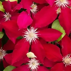 Bright Red Clematis Seeds 25 Pcs - Evergreen Climbing Vine Flower Seeds for Borders & Pots - Deer & Rabbit Resistant Perennial