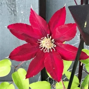 Alternative view of Bright Red Clematis Seeds 25 Pcs - Evergreen Climbing Vine Flower Seeds for Borders & Pots - Deer & Rabbit Resistant Perennial