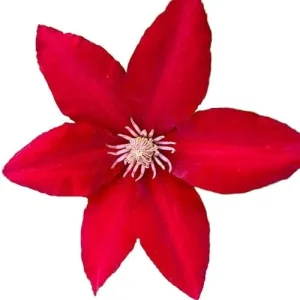 Bright Red Clematis Seeds 25 Pcs - Evergreen Climbing Vine Flower Seeds for Borders & Pots - Deer & Rabbit Resistant Perennial - Image 3