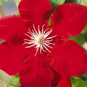Bright Red Clematis Seeds 25 Pcs - Evergreen Climbing Vine Flower Seeds for Borders & Pots - Deer & Rabbit Resistant Perennial - Image 4