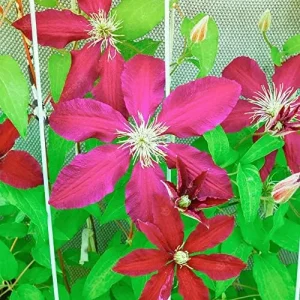 Bright Red Clematis Seeds 25 Pcs - Evergreen Climbing Vine Flower Seeds for Borders & Pots - Deer & Rabbit Resistant Perennial - Image 5