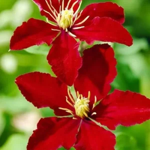 Bright Red Clematis Seeds 25 Pcs - Evergreen Climbing Vine Flower Seeds for Borders & Pots - Deer & Rabbit Resistant Perennial - Image 6