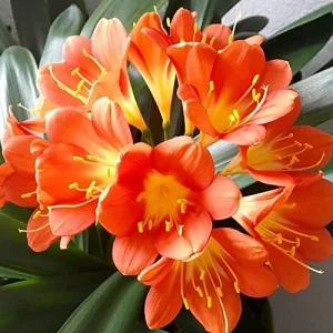 Bush Lily Flower Seeds, Perennial, 10 Count, Green Red Yellow, Easy Care, Indoor Outdoor Decor