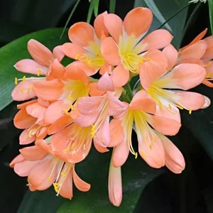 Alternative view of Bush Lily Flower Seeds, Perennial, 10 Count, Green Red Yellow, Easy Care, Indoor Outdoor Decor