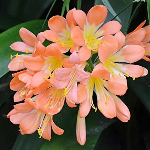 Bush Lily Flower Seeds, Perennial, 10 Count, Green Red Yellow, Easy Care, Indoor Outdoor Decor - Image 2