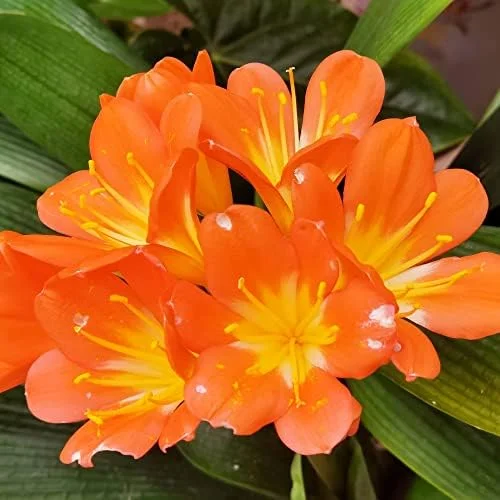 Bush Lily Flower Seeds, Perennial, 10 Count, Green Red Yellow, Easy Care, Indoor Outdoor Decor - Image 3