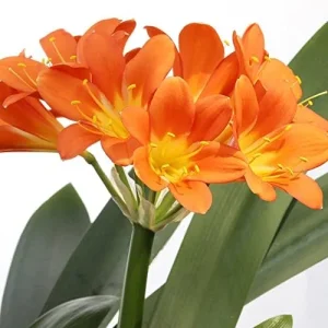 Bush Lily Flower Seeds, Perennial, 10 Count, Green Red Yellow, Easy Care, Indoor Outdoor Decor - Image 4
