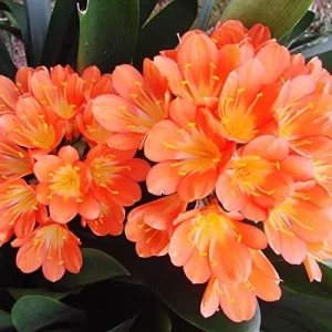 Bush Lily Flower Seeds, Perennial, 10 Count, Green Red Yellow, Easy Care, Indoor Outdoor Decor - Image 5