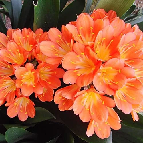 Bush Lily Flower Seeds, Perennial, 10 Count, Green Red Yellow, Easy Care, Indoor Outdoor Decor - Image 5