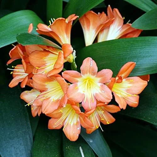 Bush Lily Flower Seeds, Perennial, 10 Count, Green Red Yellow, Easy Care, Indoor Outdoor Decor - Image 6