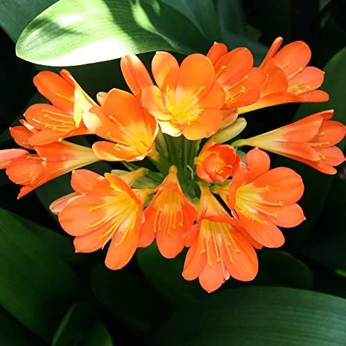 Bush Lily Seeds, Trumpet-Shaped, Orange, 40-Count Flower Seeds for Indoor/Outdoor Ornamental Plants - Image 2