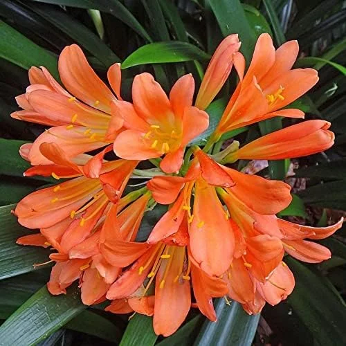 Bush Lily Seeds, Trumpet-Shaped, Orange, 40-Count Flower Seeds for Indoor/Outdoor Ornamental Plants - Image 3