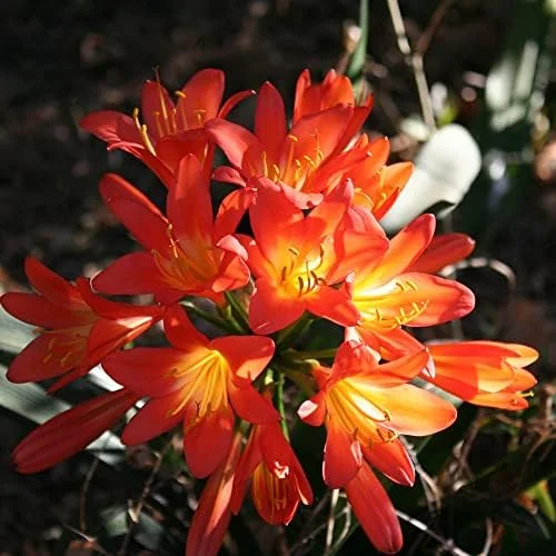 Bush Lily Seeds, Trumpet-Shaped, Orange, 40-Count Flower Seeds for Indoor/Outdoor Ornamental Plants - Image 4