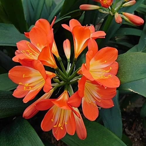 Bush Lily Seeds, Trumpet-Shaped, Orange, 40-Count Flower Seeds for Indoor/Outdoor Ornamental Plants - Image 5