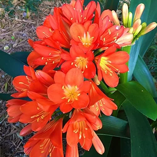 Bush Lily Seeds, Trumpet-Shaped, Orange, 40-Count Flower Seeds for Indoor/Outdoor Ornamental Plants - Image 6