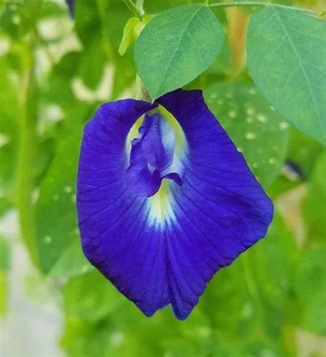 Butterfly Pea Seeds - 40 Pack Clitoria Ternatea Non GMO Heirloom Blue Flower Seeds for Outdoor Planting - Brown