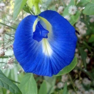 Alternative view of Butterfly Pea Seeds - 40 Pack Clitoria Ternatea Non GMO Heirloom Blue Flower Seeds for Outdoor Planting - Brown