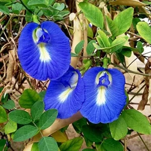 Butterfly Pea Seeds - 40 Pack Clitoria Ternatea Non GMO Heirloom Blue Flower Seeds for Outdoor Planting - Brown - Image 3