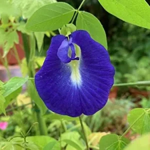 Butterfly Pea Seeds - 40 Pack Clitoria Ternatea Non GMO Heirloom Blue Flower Seeds for Outdoor Planting - Brown - Image 4