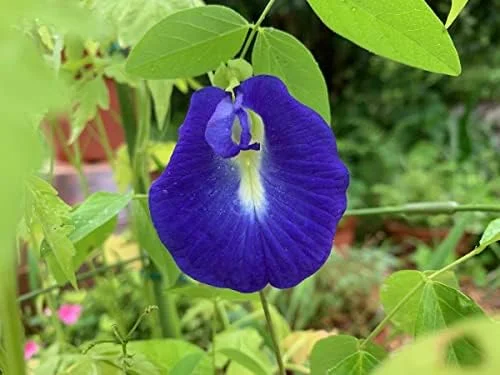 Butterfly Pea Seeds - 40 Pack Clitoria Ternatea Non GMO Heirloom Blue Flower Seeds for Outdoor Planting - Brown - Image 4